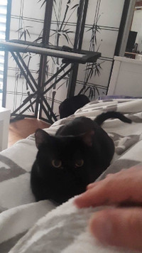 Chat noir d'un an à donner