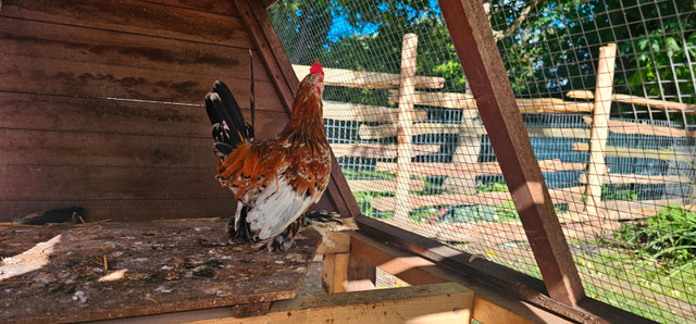 Heritage Breed Roosters available. in Livestock in Hamilton - Image 2