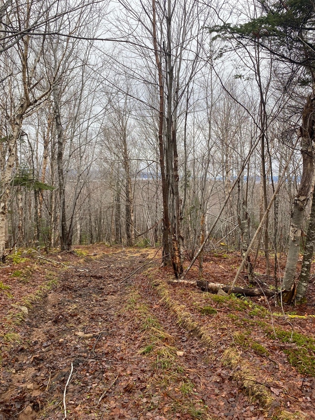 60 acres for sale over looking lake ainslie Cape Breton Island Land