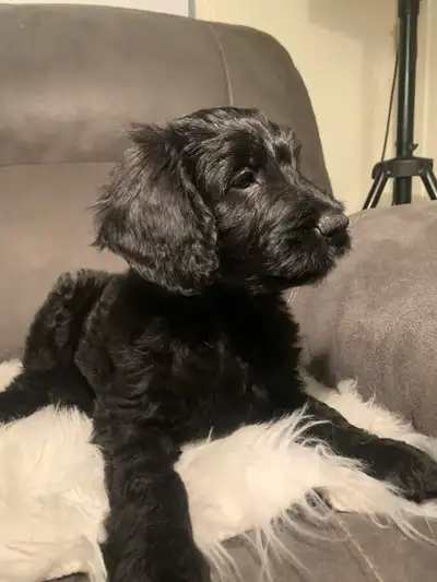  Reste 5 Chiots Golden Doodle à adopter ❤️❤️❤️, View more