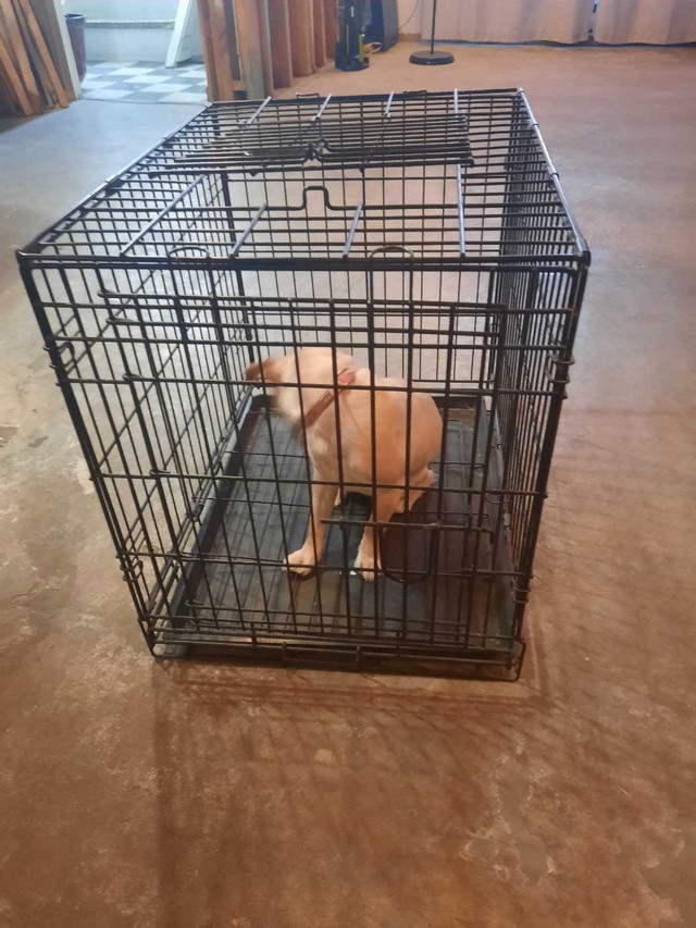 Cage à chien  dans Accessoires  à Ville de Montréal - Image 2