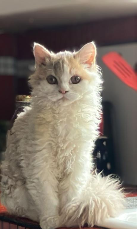 Selkirk Rex Cat dans Chats et chatons à adopter  à Ville de Montréal