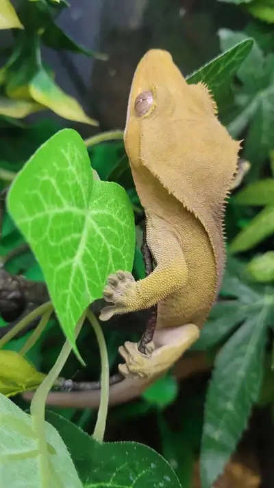 Male Crested Gecko For Sale!, View more