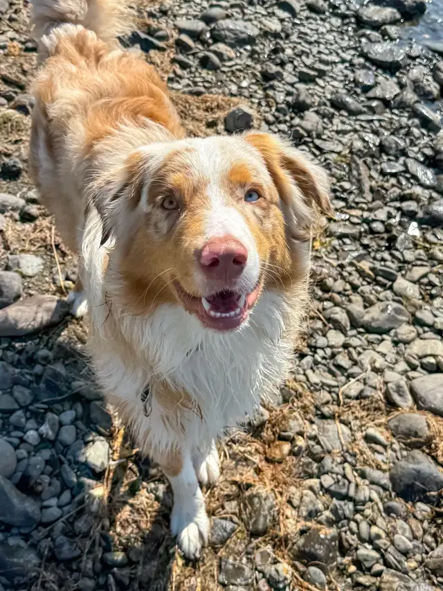 chien a vendre  in Other in Rimouski / Bas-St-Laurent - Image 3