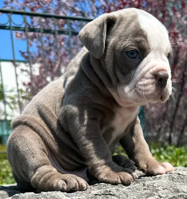 Olde English Bulldog Puppies in Dogs & Puppies for Rehoming in City of Toronto - Image 20