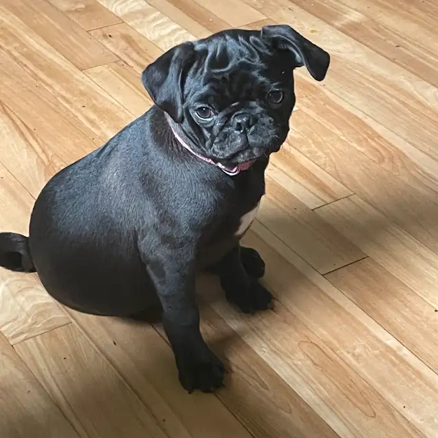 pug puppy in Dogs & Puppies for Rehoming in West Island - Image 2