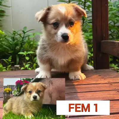 Fluffy Pembroke Welsh Corgi Puppies (2 litters), View more