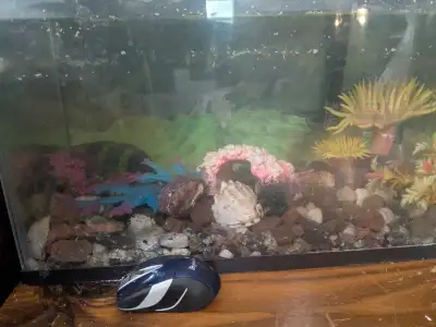 anyone rehoming fish, View more