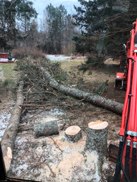 Landscaping/lawn care, chainsaw, tree & stump services for hire