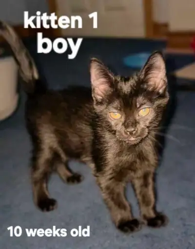 Foster Kittens looking for homes, View more