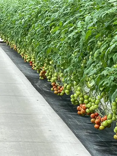 Greenhouse General Labour, View more