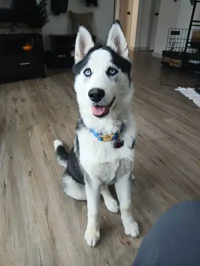 Husky to rehome, View more