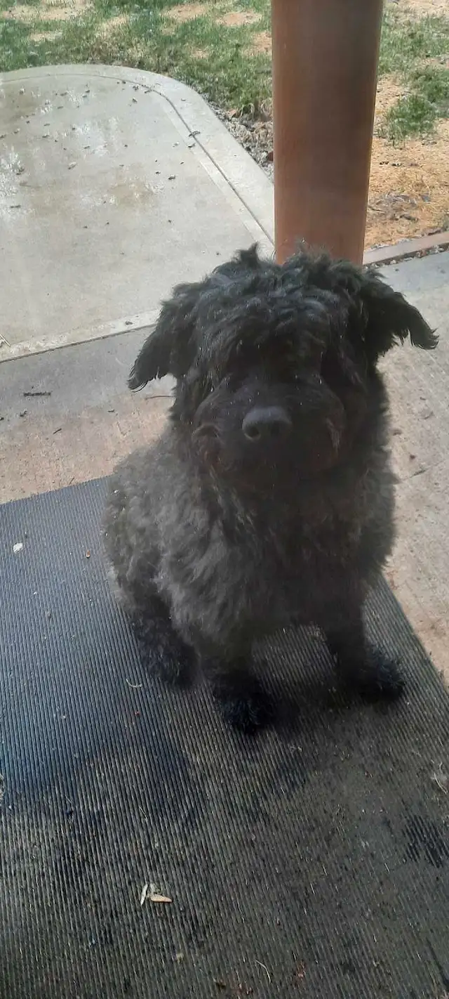 Beautiful 100% purebred bouviers in Dogs & Puppies for Rehoming in Red Deer - Image 9
