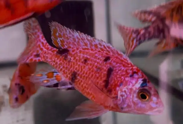 lots of new fish in stock African cichlids fish! in Fish for Rehoming in Mississauga / Peel Region - Image 4