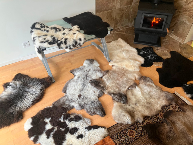 Icelandic sheepskins in Hobbies & Crafts in Whitehorse
