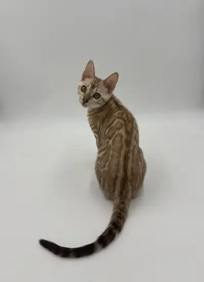 *Reduced Price* TICA Registered Bengal Kittens, View more