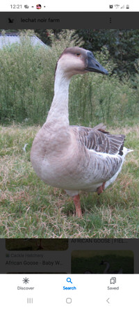 African goose eggs available for hatching
