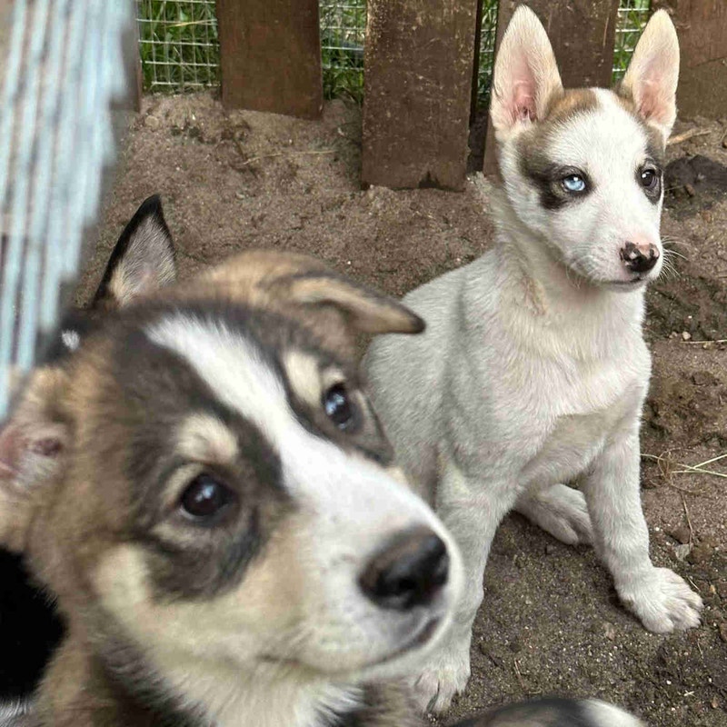 Chiots husky Alaskan Chiens et chiots à adopter Saguenay Kijiji