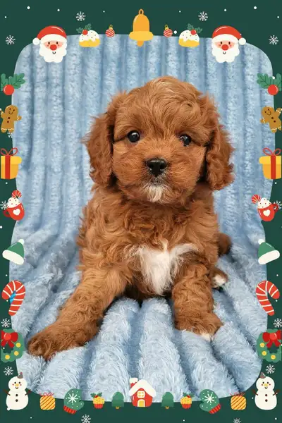 *ALL SOLD* Cavapoo Puppies/Cavalier King Charles & Toy Poodle, View more