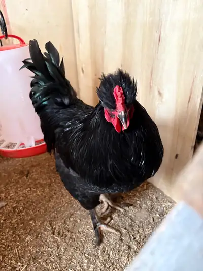 Roosters for new home, View more