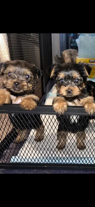 Purebred Yorkies, View more