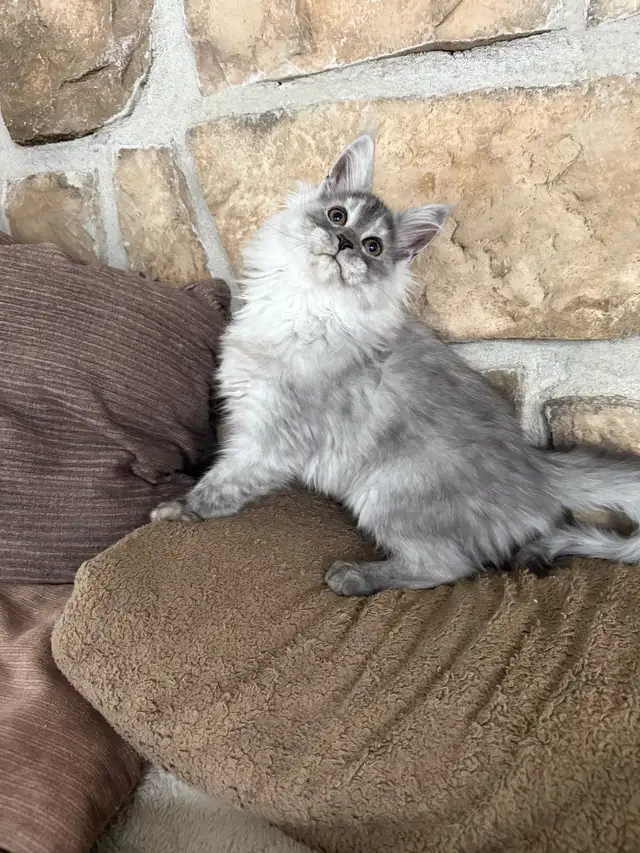 Chaton Maine Coon enregistré TICA