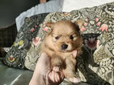 Toy sized!Teddy bear Pomeranian girls, View more