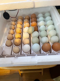 Fertilized eggs for sale ! 