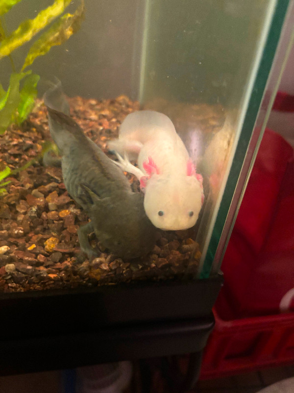 Axolotls and tank in Reptiles & Amphibians for Rehoming in Peterborough