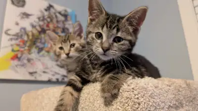 1st Vaccine, Litter Trained 1 Rescue Kittens Needing Homes, View more