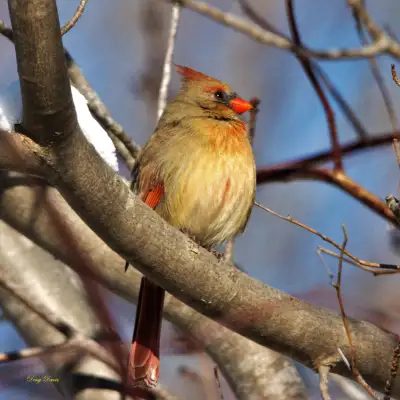 Female Cardinal 8x10 Printed