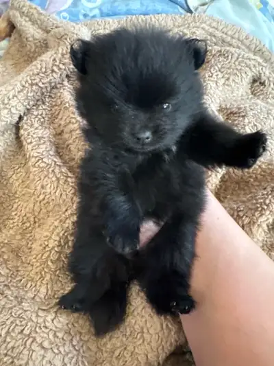 Puppies are from different  Moms but both pure PomF1200M1500, View more