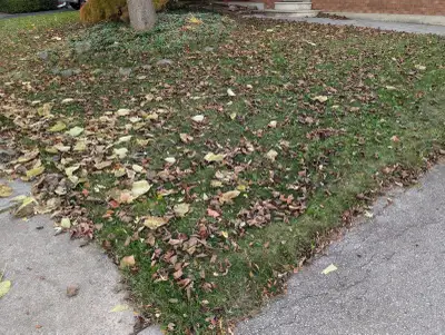 Fall Clean Up 2026, View more