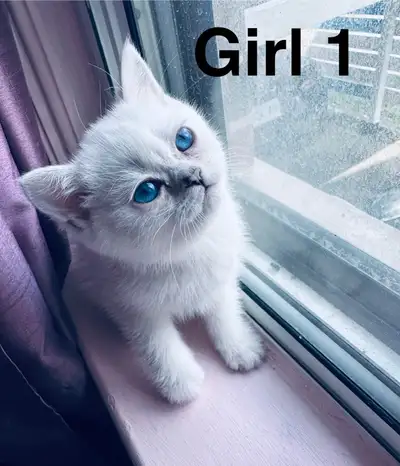 Purebred British shorthair kittens ready, blue eyes!, View more