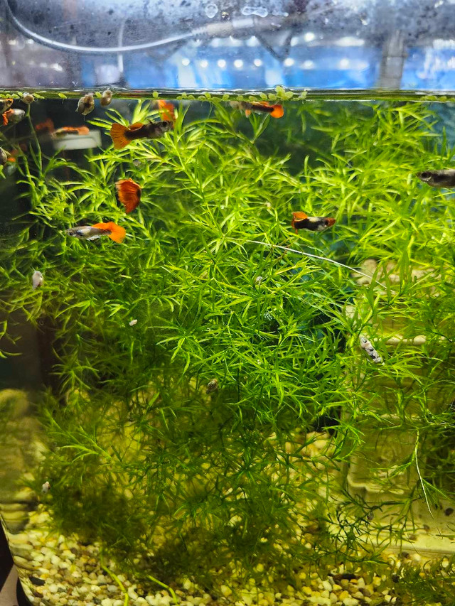 Guppies koi tuxédo  dans Poissons à adopter  à Saint-Hyacinthe