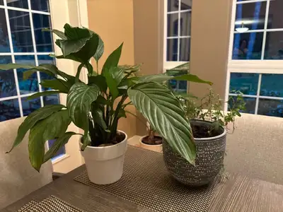 6 Free Plants - we are moving an they need a new home :)