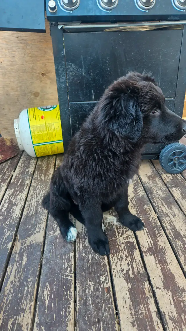 German sephard puppies for sale in Dogs & Puppies for Rehoming in Edmonton - Image 4