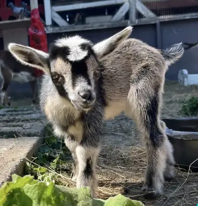 GOAT RENTAL GOAT RENT GTA $500 - Pickering , View more