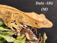 Male Crested gecko