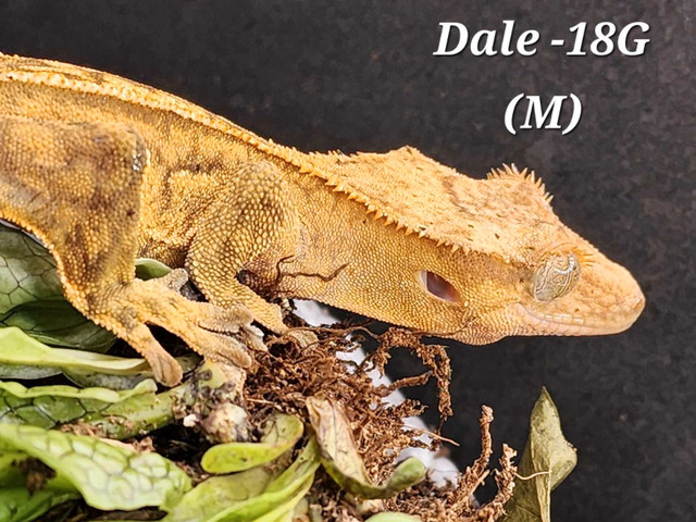Male Crested gecko in Reptiles & Amphibians for Rehoming in Nanaimo