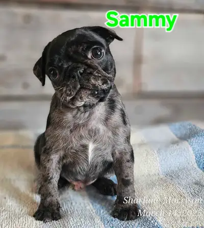 Updated: Spazz and Buster have found their furever families. So just Sammy still waiting. These 3 la...