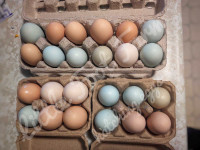 Fertilized hatching eggs colorful 