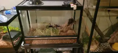 6 terrarium/ vivarium / enclos , View more