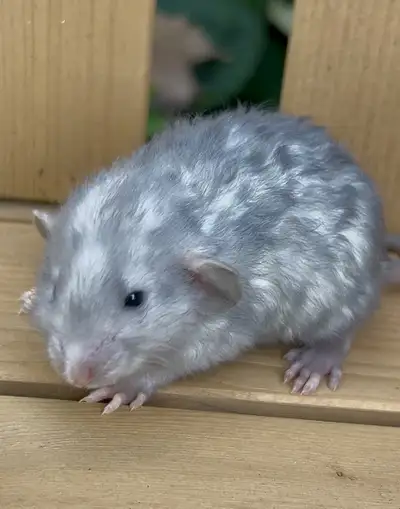 Dwarf & Standard sized Pet Rats~Health Tested Rattery, View more