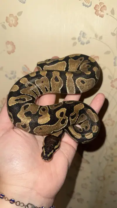 Ball Python, View more