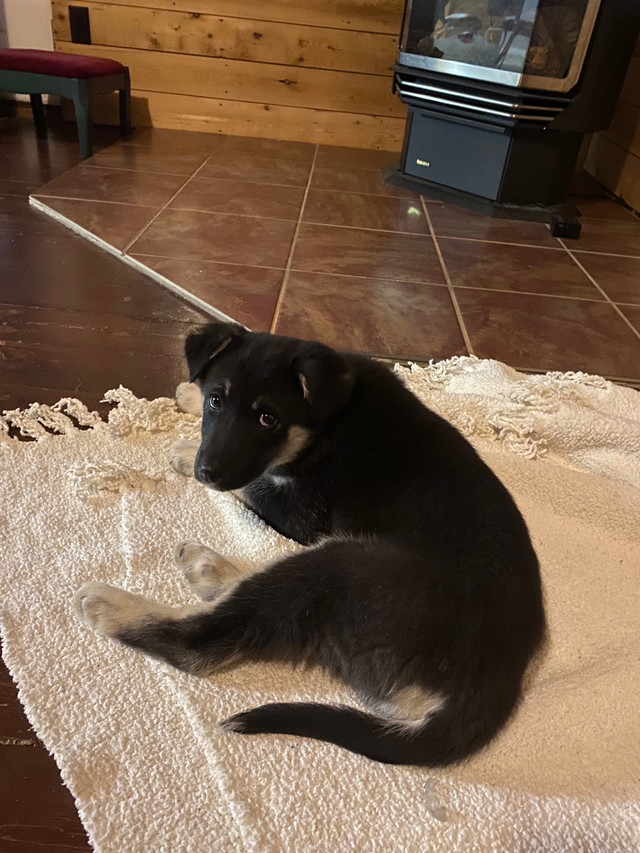 Puppy for sale in Dogs & Puppies for Rehoming in Swift Current