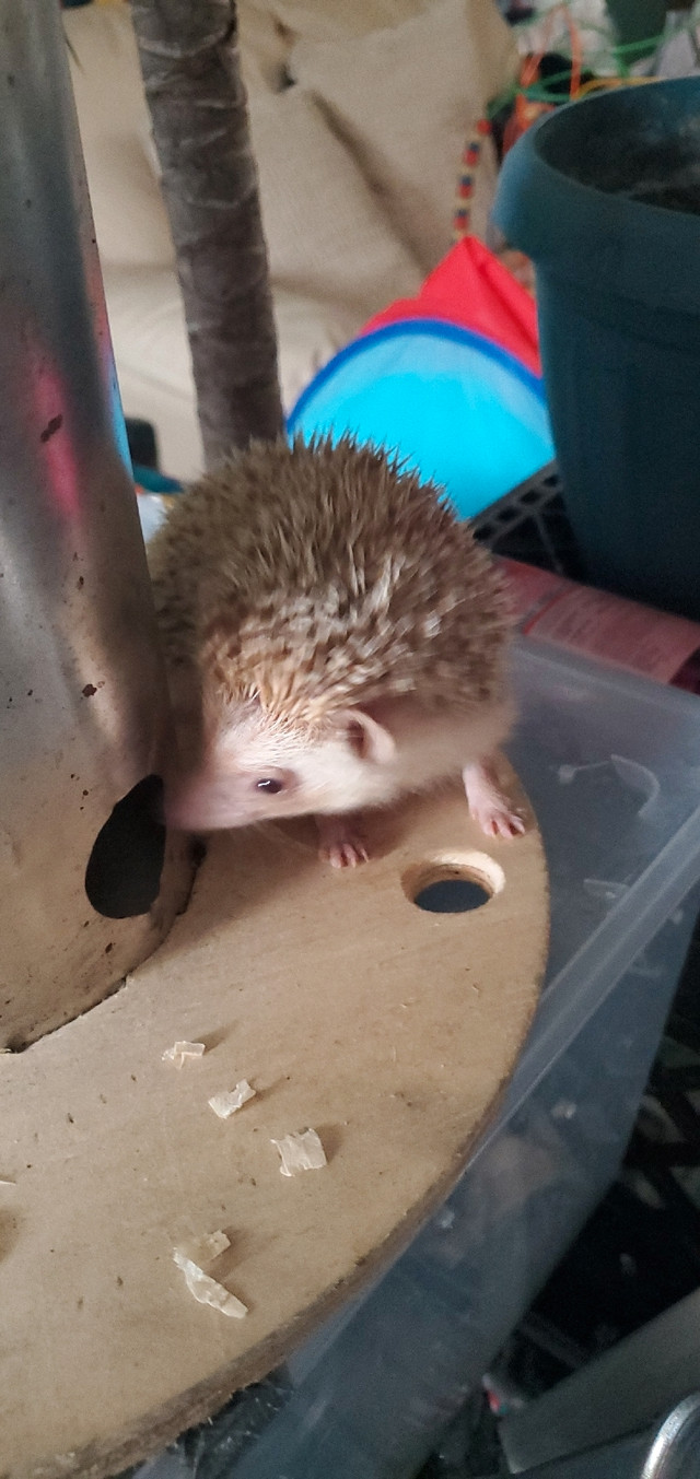 Hedgehog [EndSummer Sale] in Small Animals for Rehoming in City of Toronto - Image 2