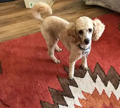 ❤️❤️Guardian home needed❤️❤️ in CHILLIWACK, View more