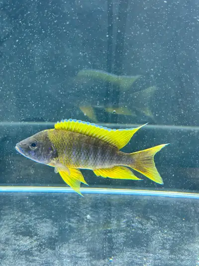 Big Selection of AAA Grade Top Quality Cichlids! (Breed Locally) Price start $20 - $40- Show Males d...