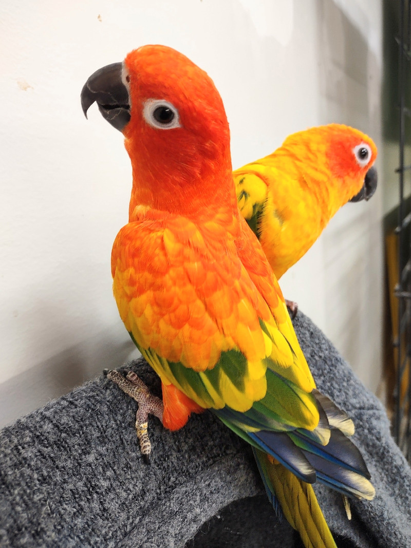 Bird Grooming! | Birds for Rehoming | City of Toronto | Kijiji